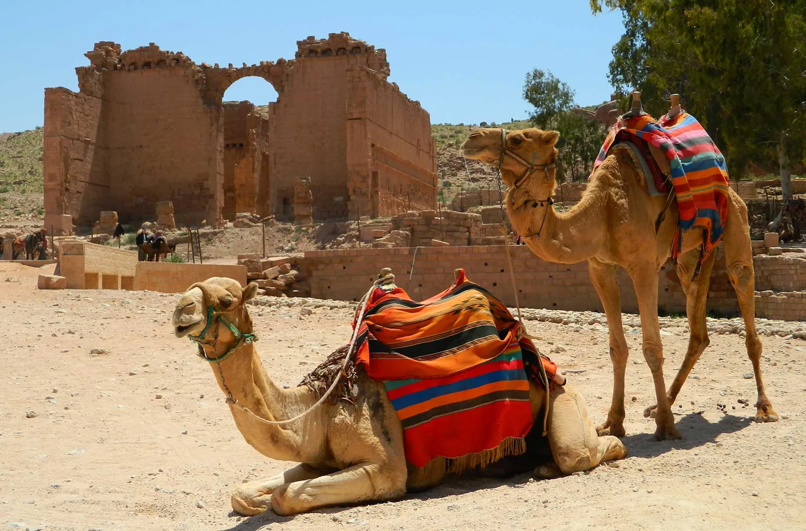 Camelos diante das ruínas de Petra