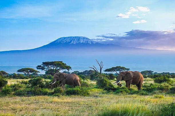 Elefantes diante do Kilimanjaro